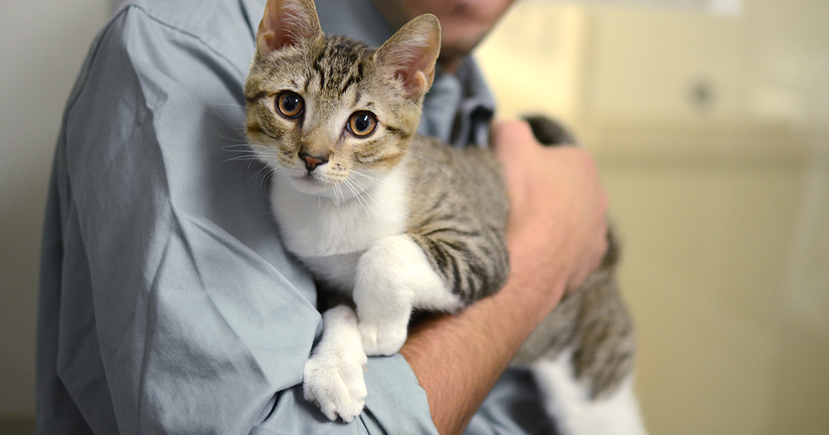 PREVEDERI LEGALE ÎN DOMENIUL PROTECȚIEI ANIMALELOR