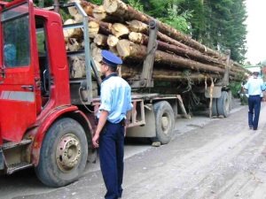 Acțiuni ale polițiștilor pentru verificarea legalității deținerii de material lemnos