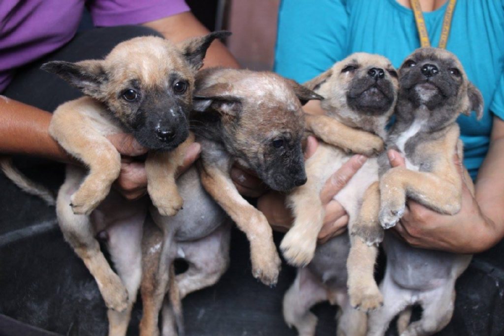 RECOMANDĂRI PENTRU PREVENIREA FURTURILOR DE ANIMALE