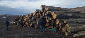 Peste 1000 mc de lemn confiscați de specialiştii silvici
