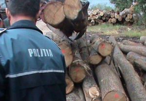 Tăierile continuă la Sibiu - Lemn tăiat ilegal din fondul forestier național