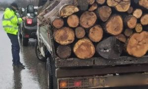 27 de mc de material lemnos transportat ilegal - Amenzi de 10.000 de lei