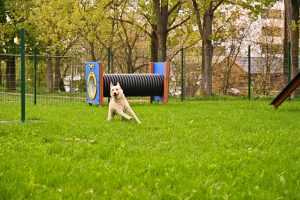 Primăria Sibiu a deschis 3 locuri de joacă pentru câini