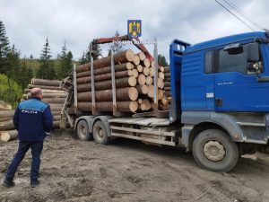 Ansamblu de vehicule pentru transportul ilegal de lemn confiscat