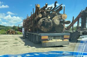 Camion plin cu lemne confiscat