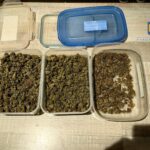 Traficanți de droguri reținuți – Cultură indoor de canabis descoperită