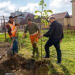 Lucrări de refacere a zonelor verzi în municipiul Mediaș