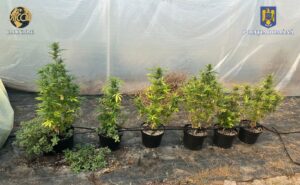 Traficanți de droguri prinși cu 6 plante de canabis descoperite