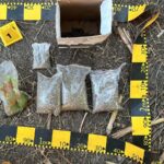Cultură de canabis descoperită – Peste 1.000 de plante de canabis ridicate de polițiști