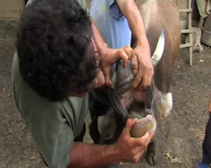 Bluetongue (Boala Limbii Albastre)