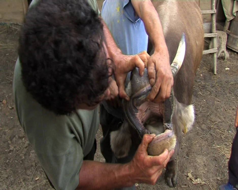 Bluetongue (Boala Limbii Albastre)